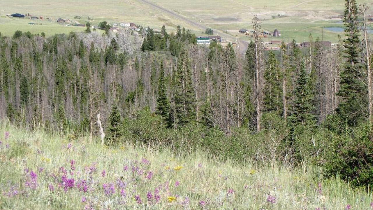 Photo of Outdoor in Centennial