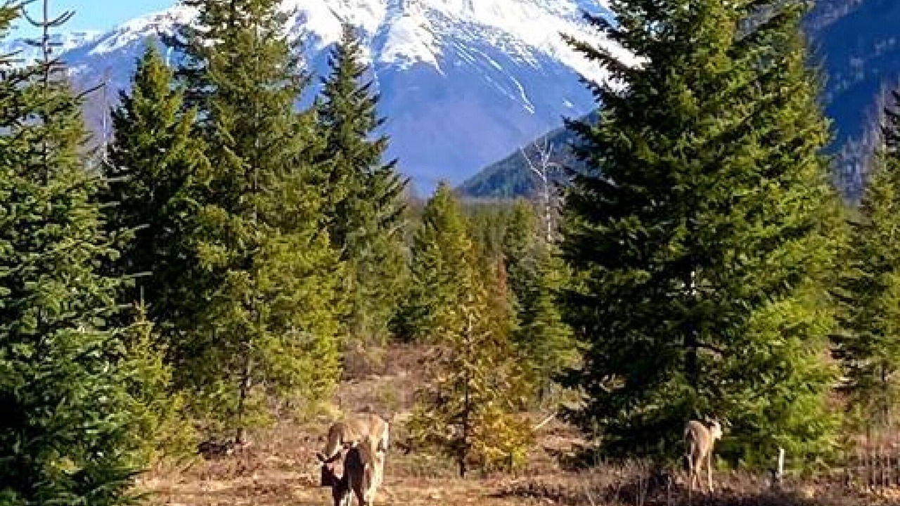Photo of Outdoor in West Glacier