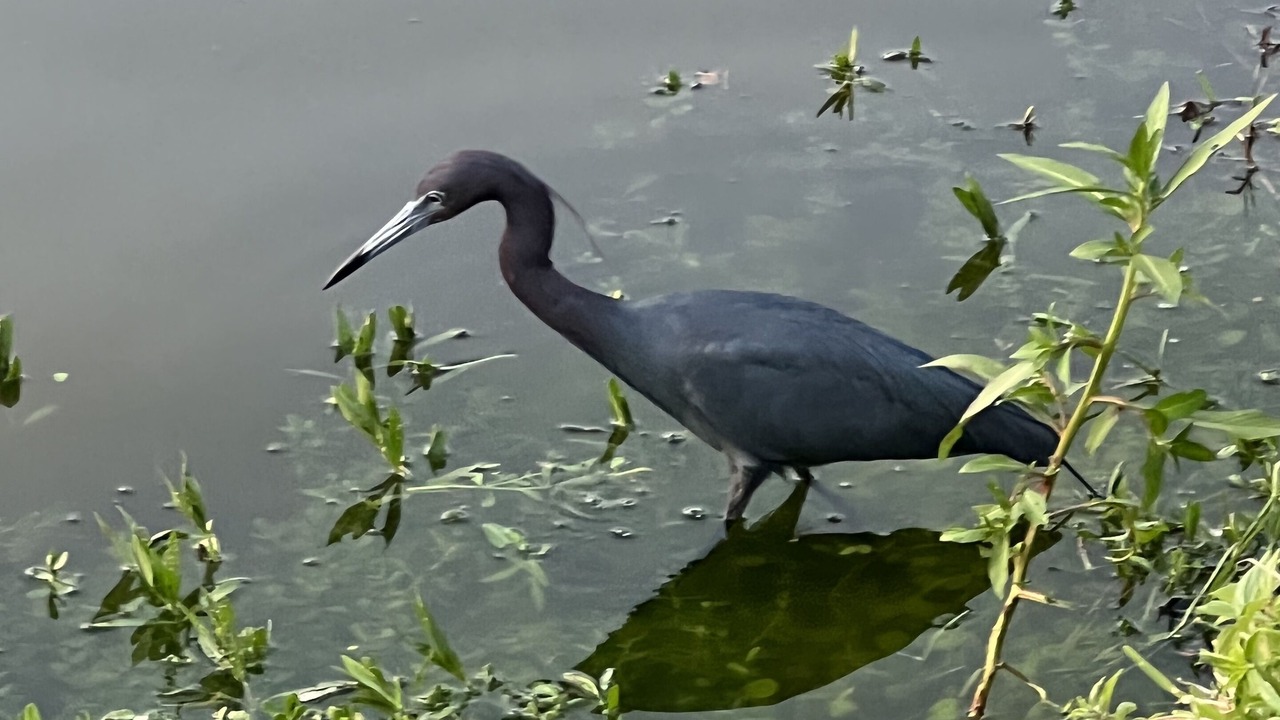 Photo of Outdoor in Bonita Bay