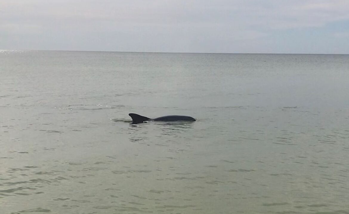 Photo of Others in Bonita Bay