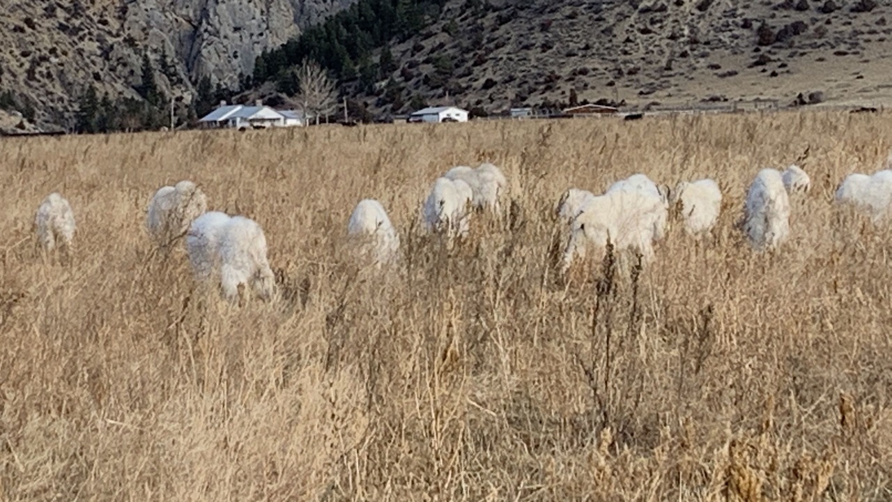 Photo of Others in Helena