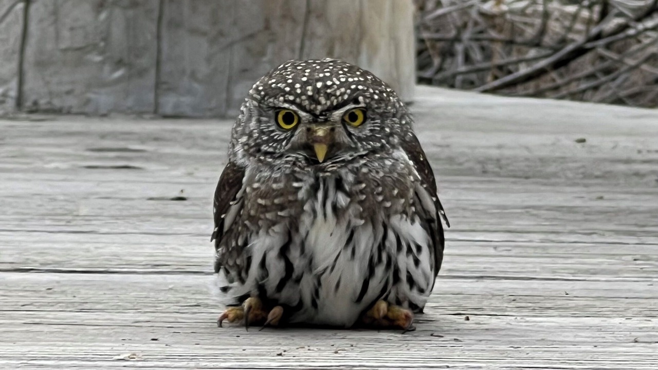 Photo of Others in Helena