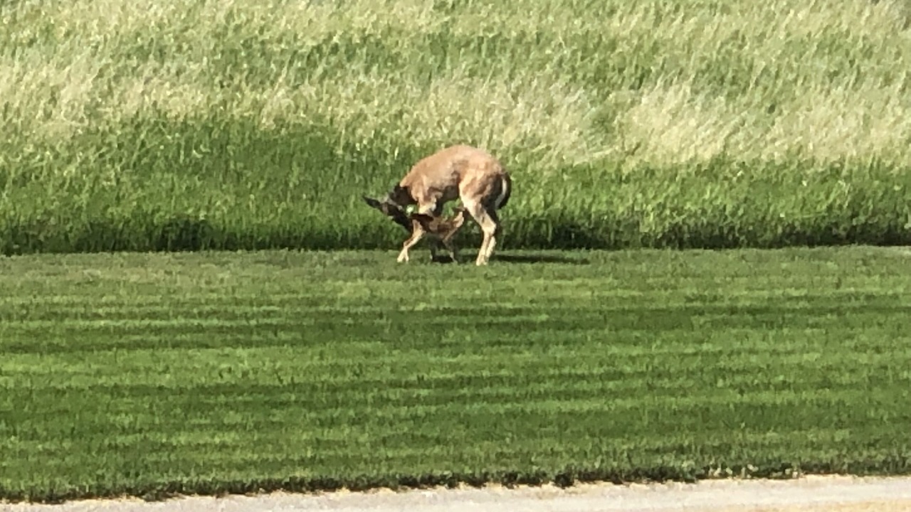Photo of Others in Bozeman