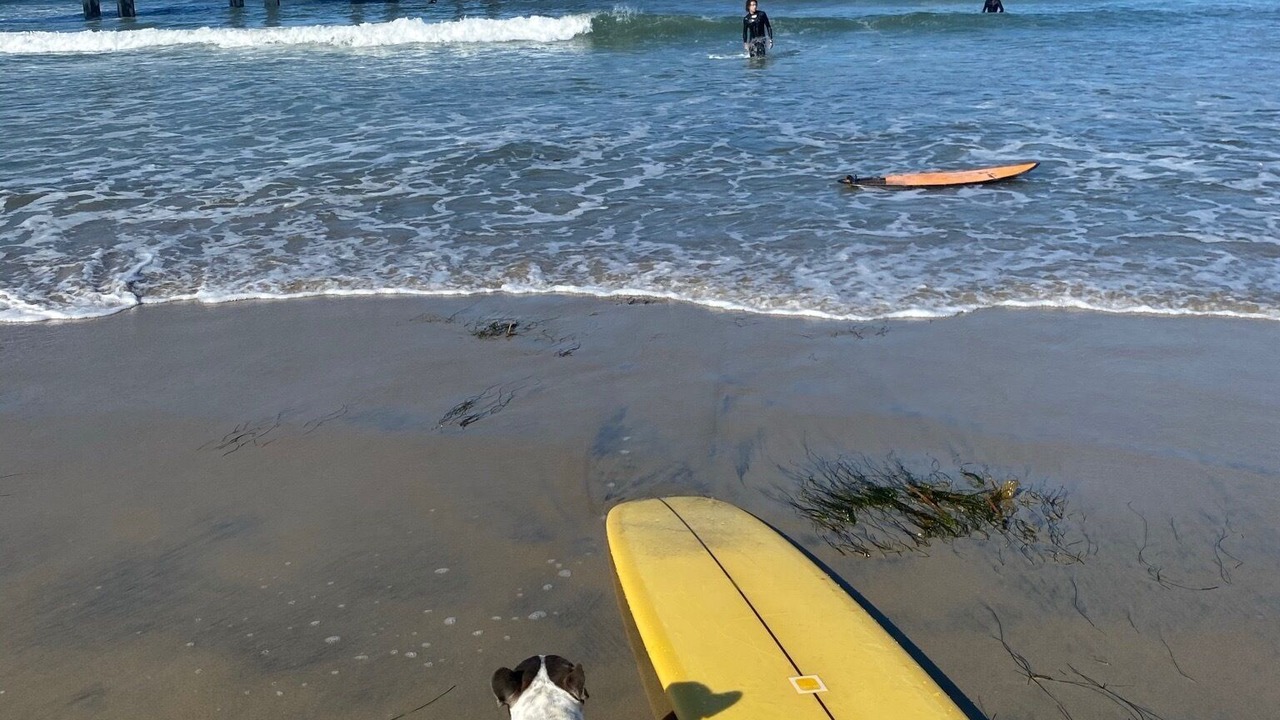 Photo of Others in Mission Beach