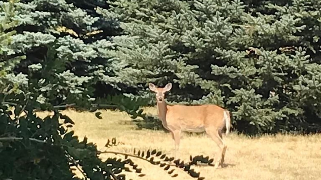 Photo of Outdoor in Bozeman