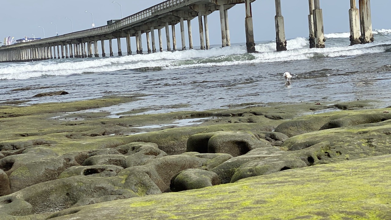Photo of Others in Mission Beach