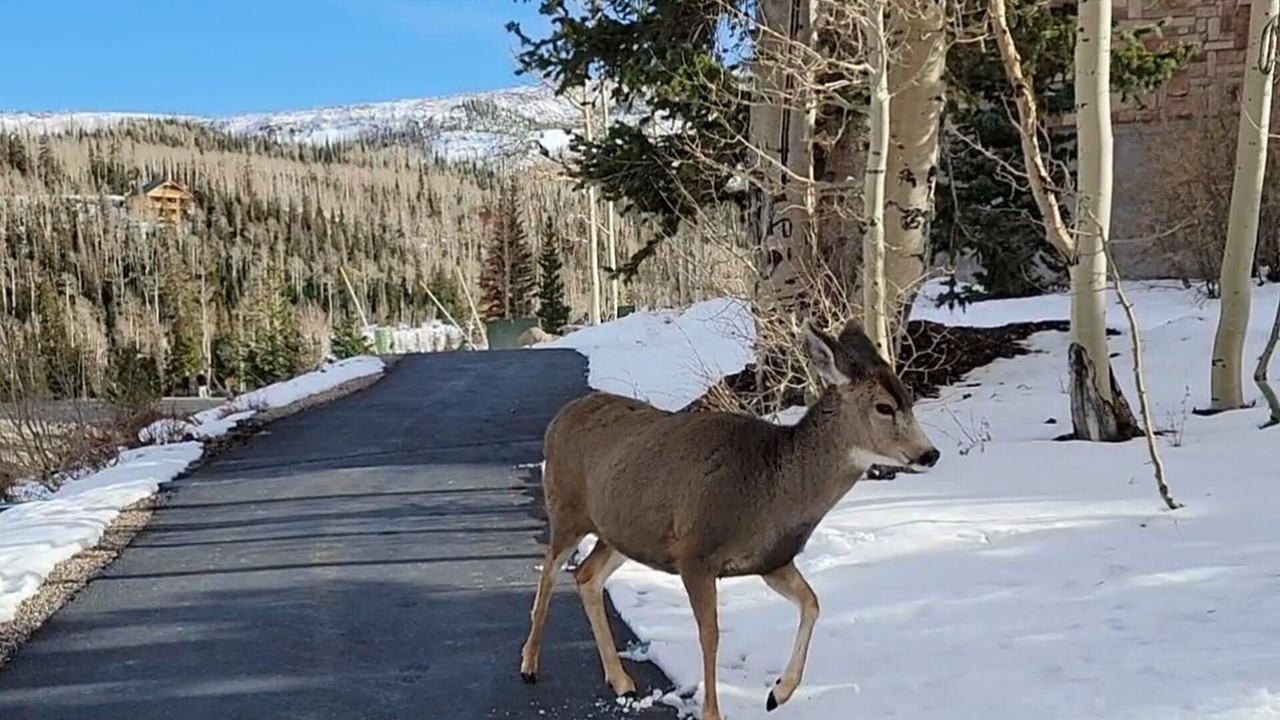 Photo of Outdoor in Brian Head