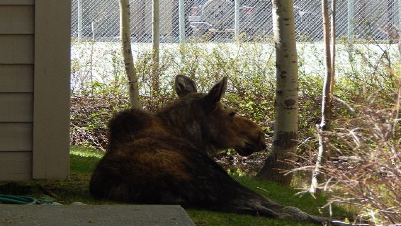 Photo of Outdoor in Moose Wilson Road