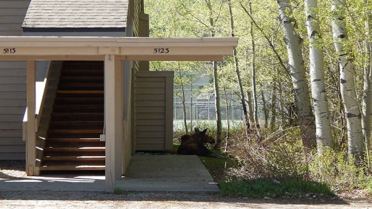 Photo of Outdoor in Moose Wilson Road