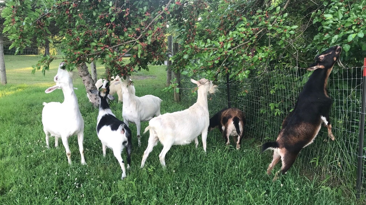 Photo of Others in Dola