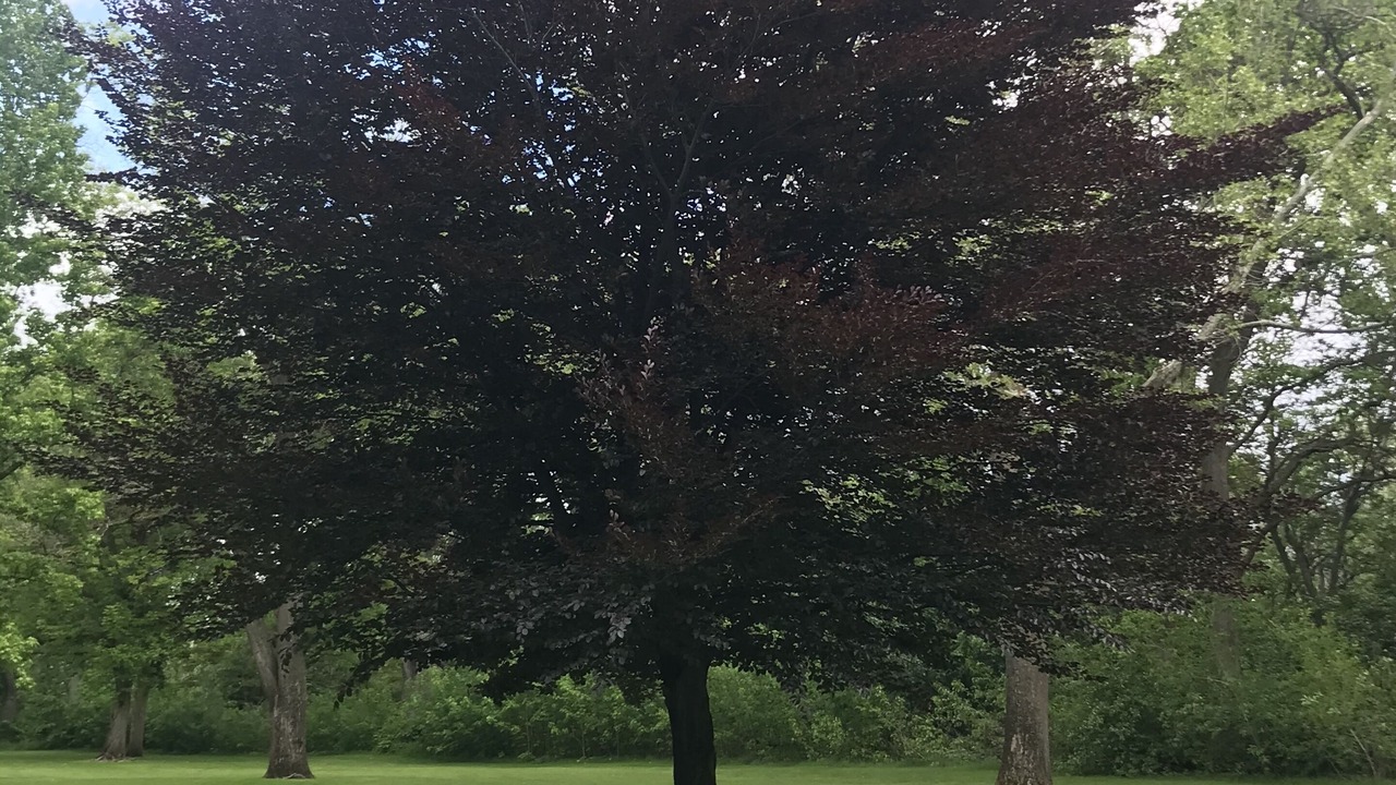 Photo of Others in East End