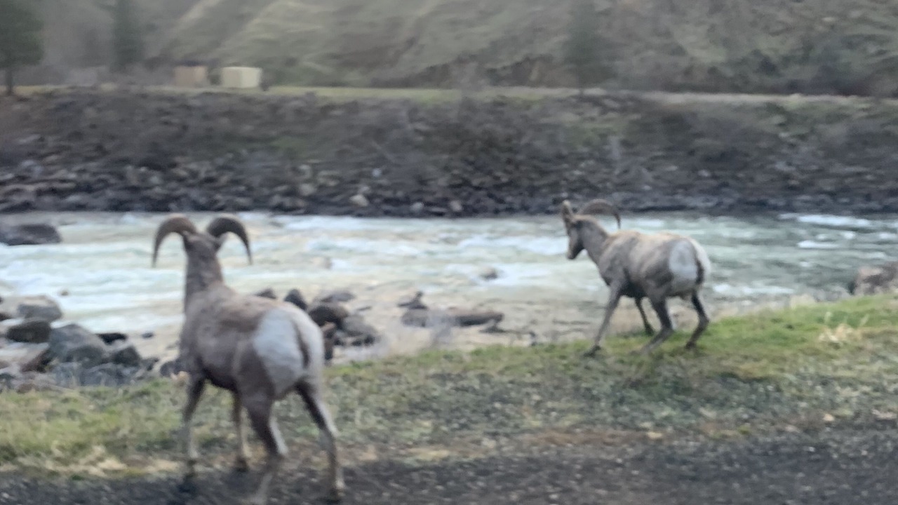 Photo of Others in Riggins