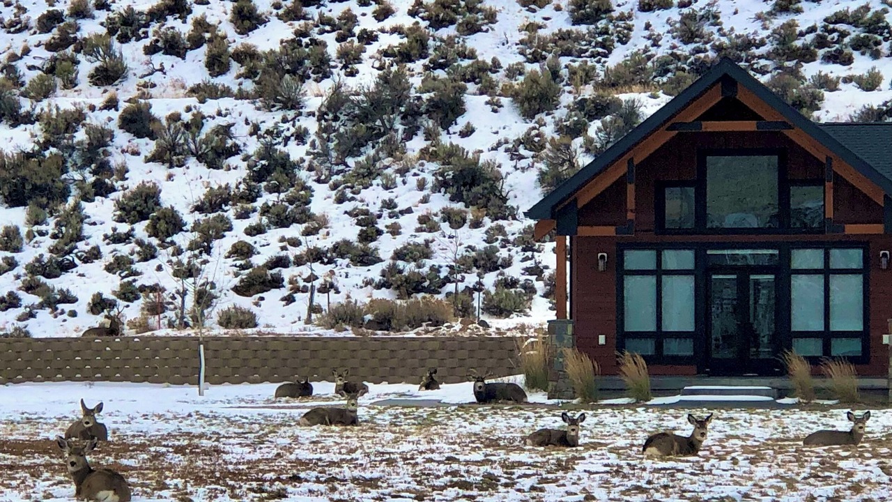 Photo of Outdoor in Wapiti