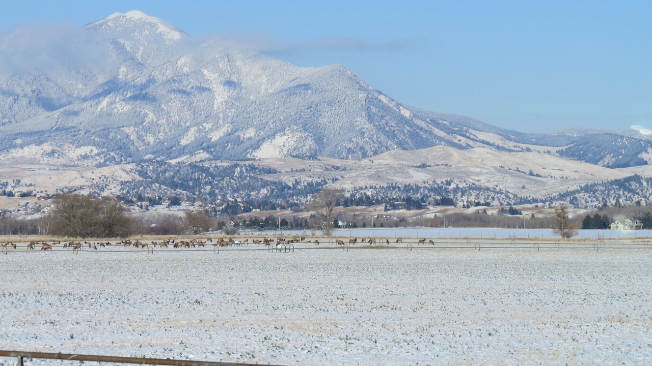 Photo of Others in Bozeman