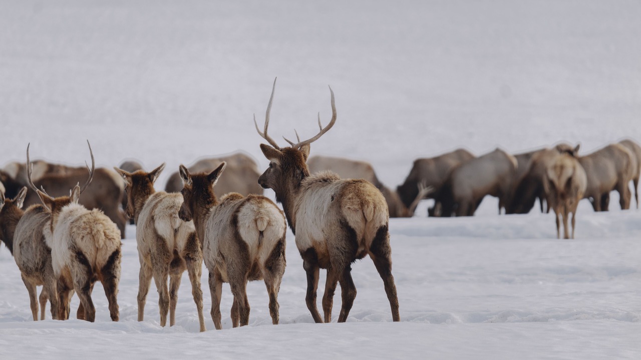 Photo of Others in Alpine