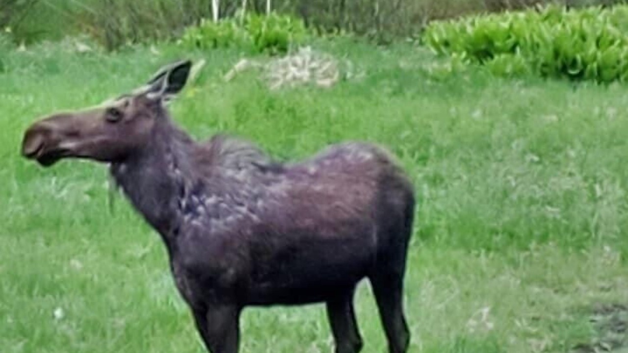 Photo of Others in Clearwater County