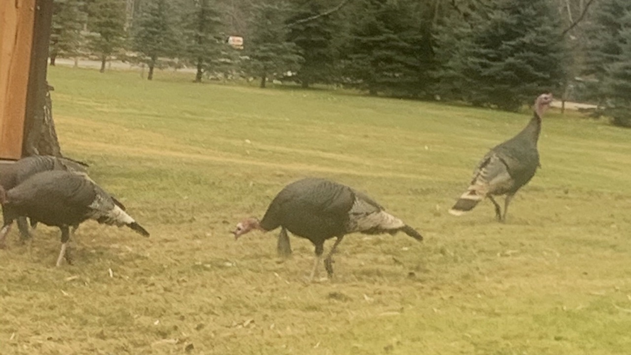 Photo of Others in Stevensville