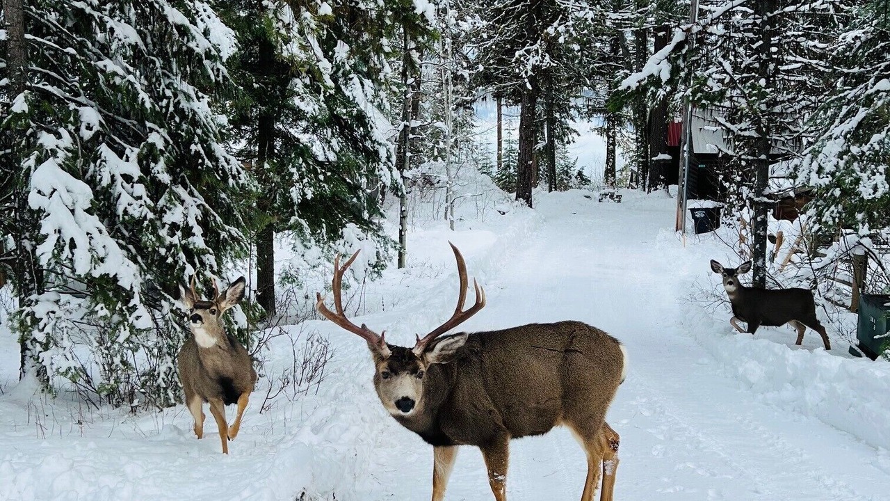 Photo of Others in McCall