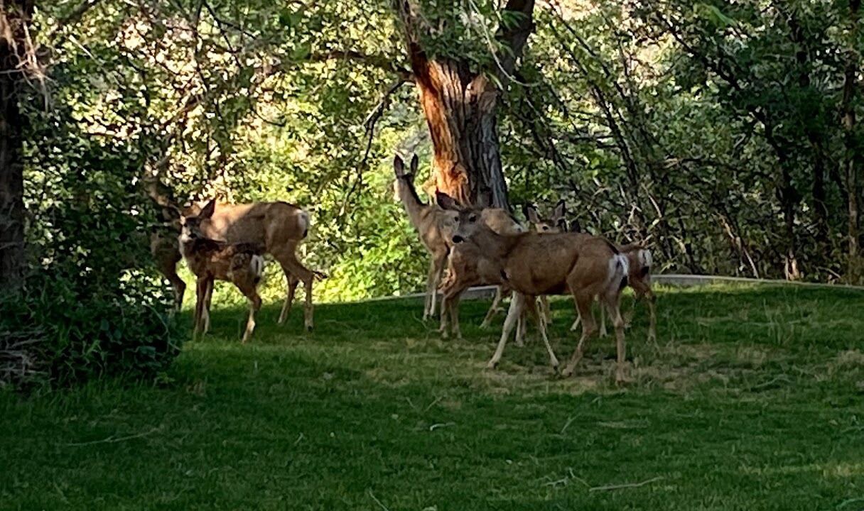 Photo of Others in Bountiful