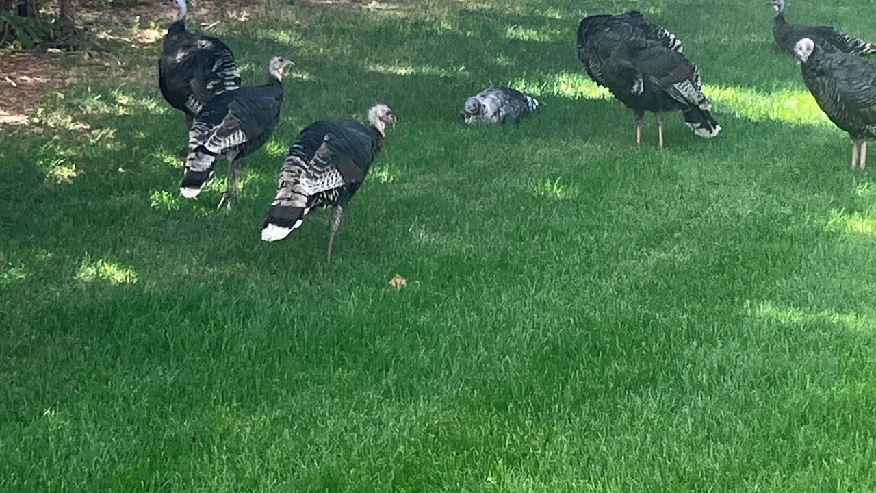 Photo of Others in East Thermopolis