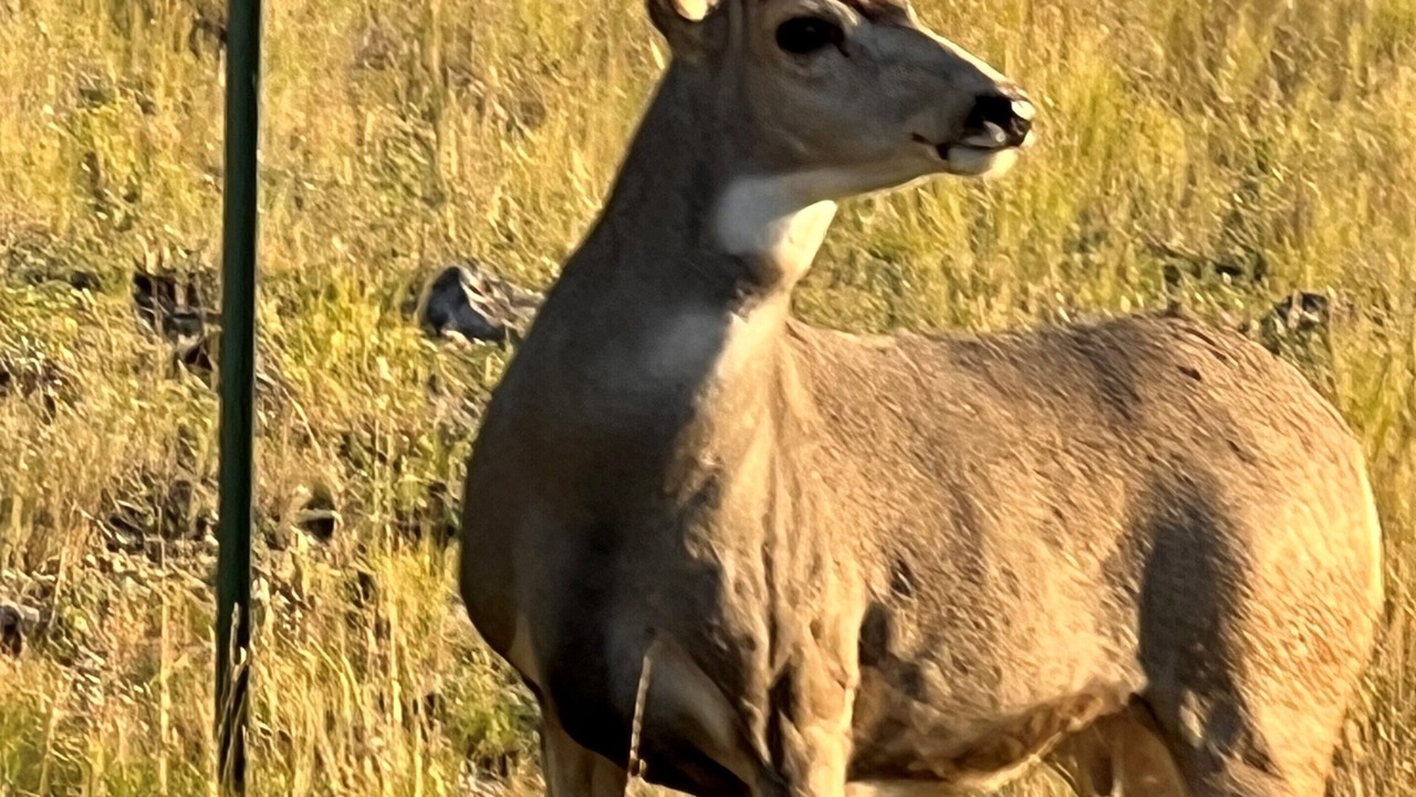 Photo of Others in Emigrant