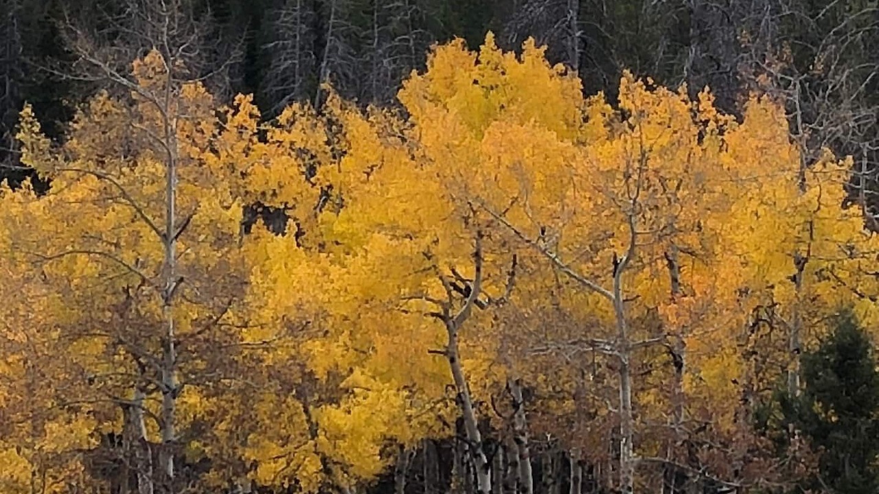 Photo of Outdoor in Silver Star