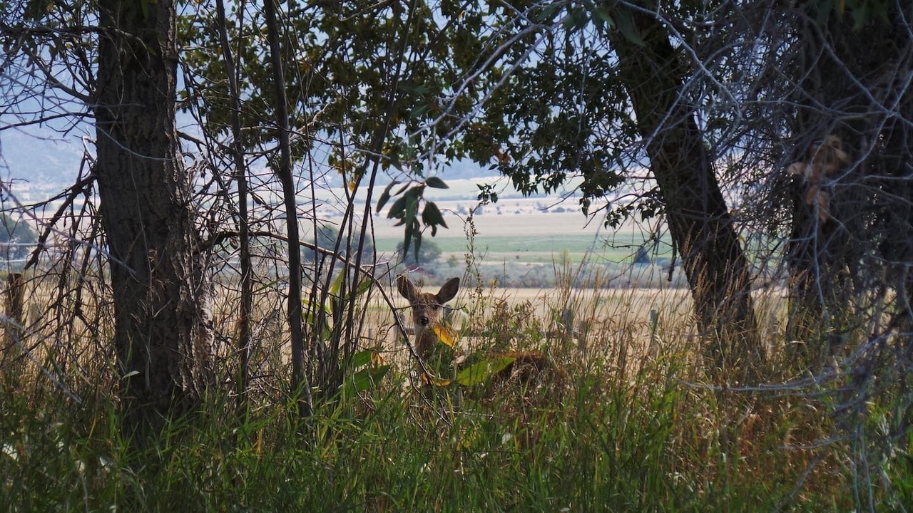 Photo of Outdoor in Silver Star