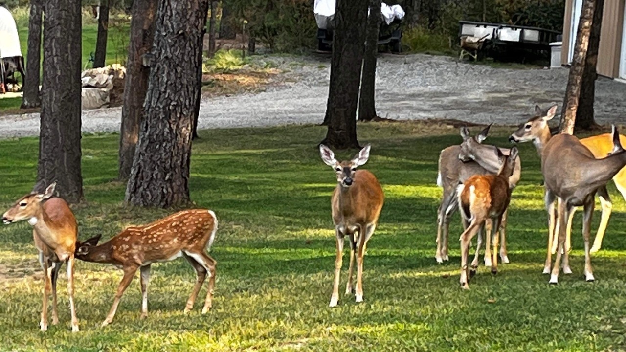 Photo of Others in Bonner County