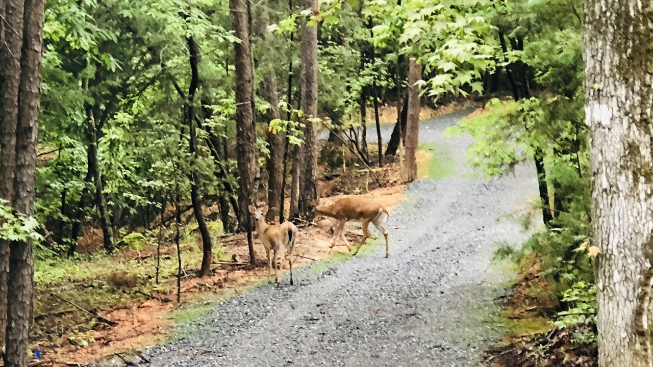 Photo of Others in Bowling Green