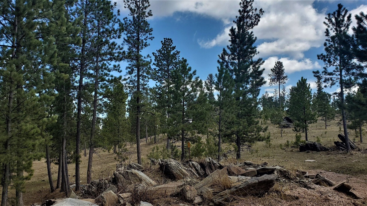 Photo of Others in Custer