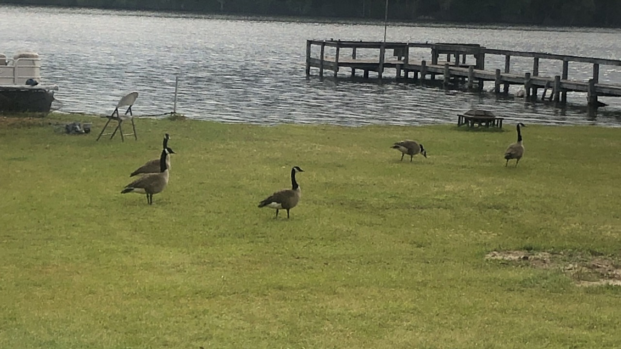 Photo of Others in Summerton