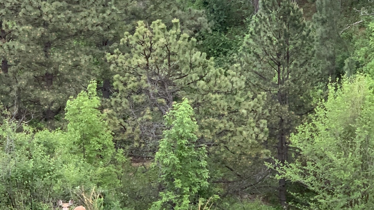 Photo of Outdoor in Rapid City