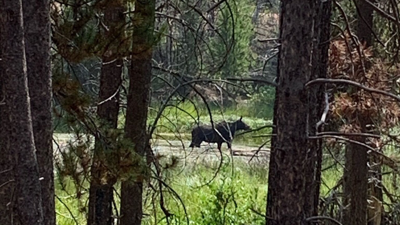 Photo of Others in Woods Landing-Jelm