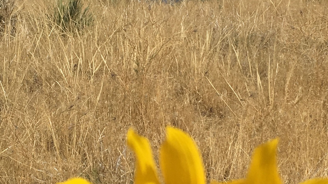 Photo of Others in Thermopolis