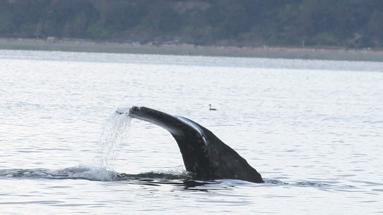 Photo of Others in Bells Beach