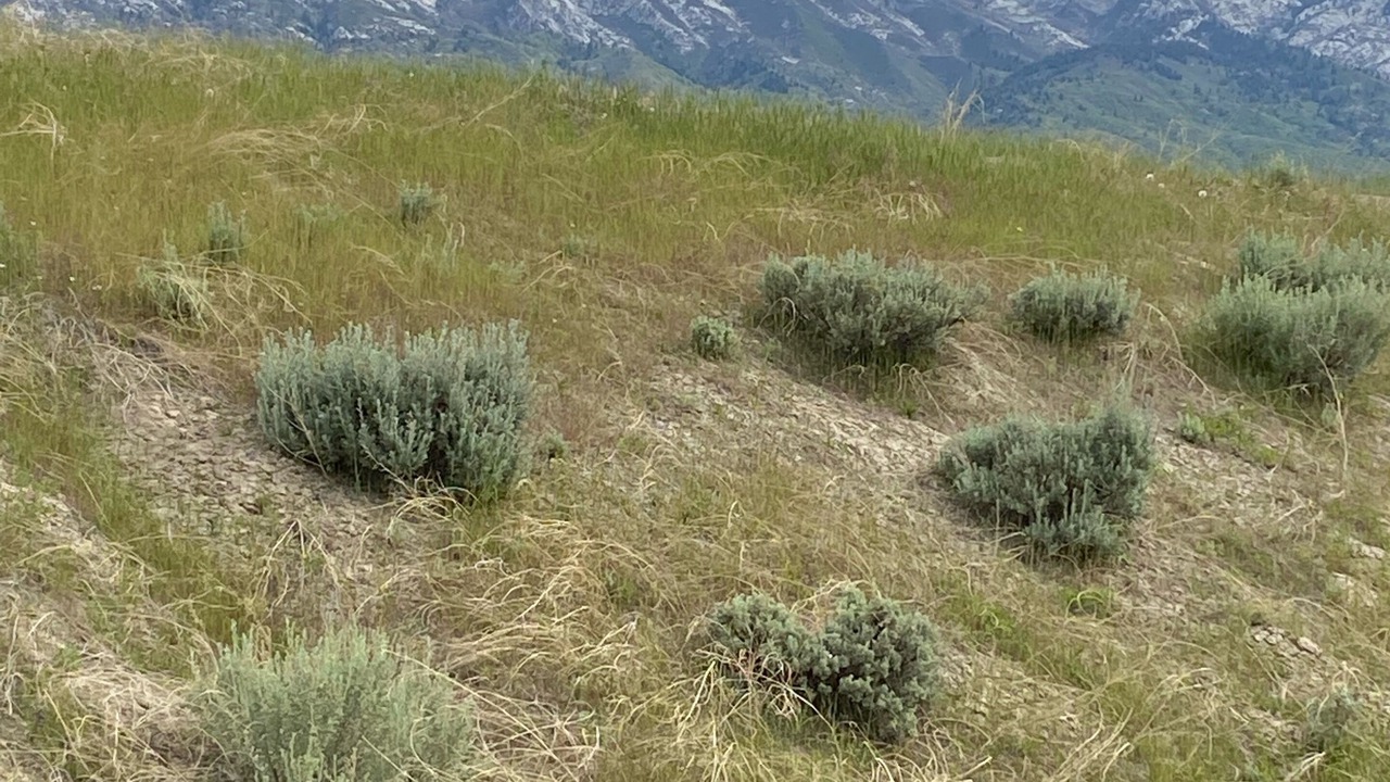 Photo of Others in Snowbird