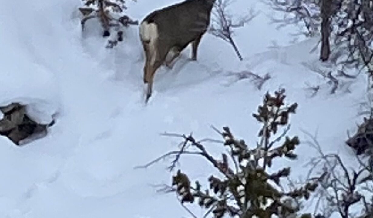 Photo of Others in Snowbird