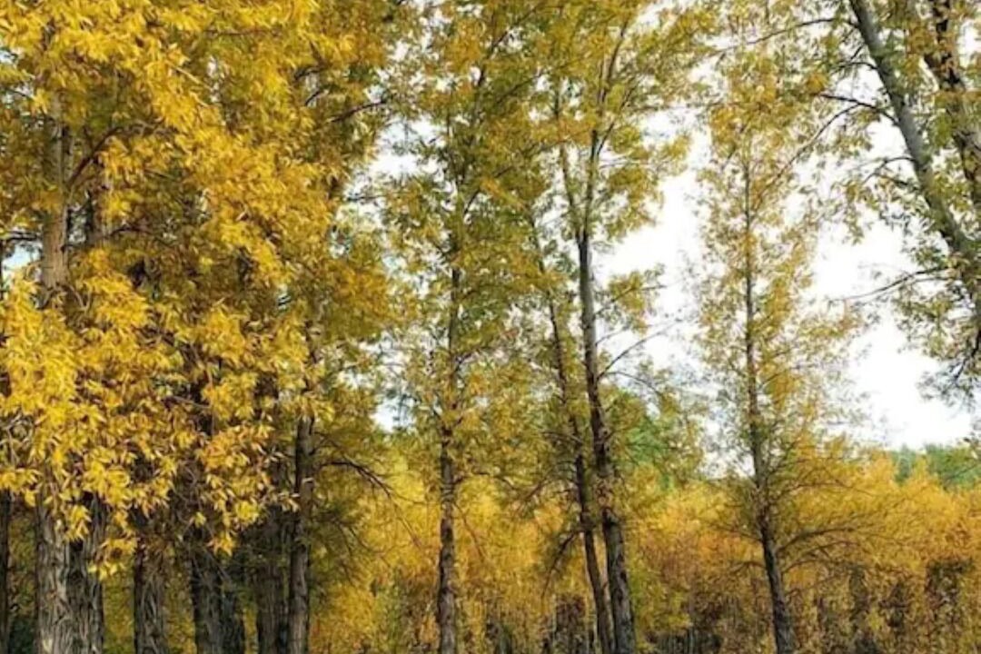 Photo of Outdoor in Woods Landing-Jelm