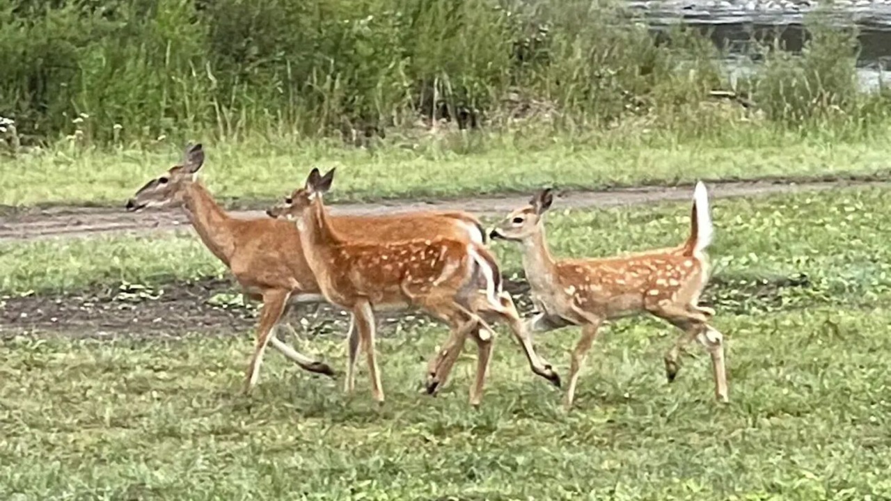 Photo of Outdoor in Woods Landing-Jelm