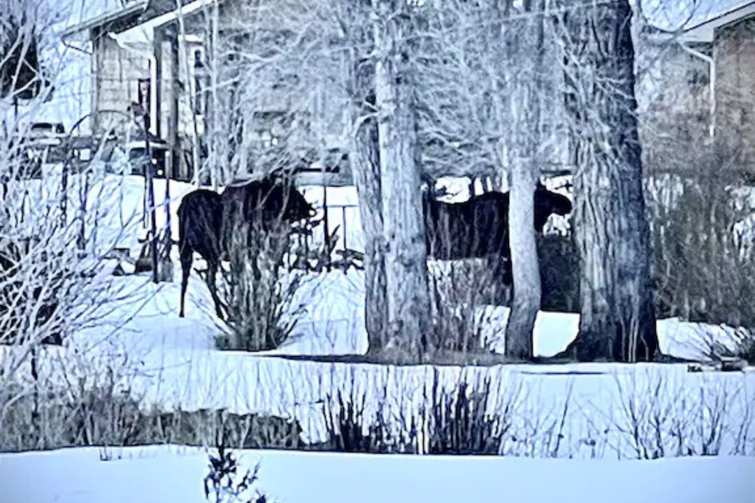Photo of Outdoor in Woods Landing-Jelm