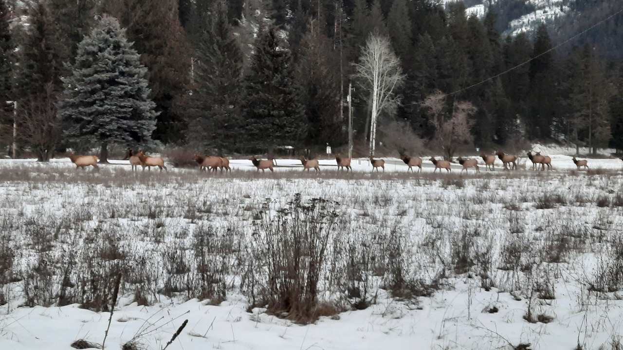 Photo of Others in Clark Fork