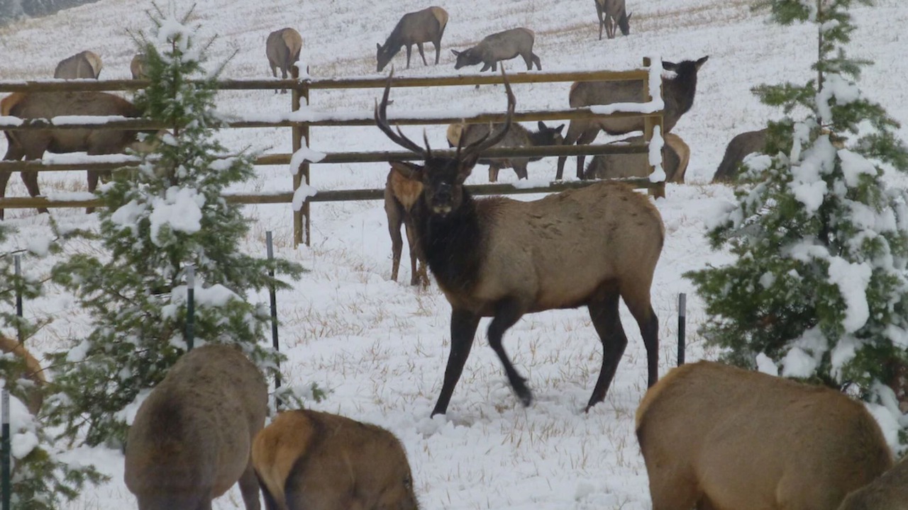 Photo of Others in Cameron