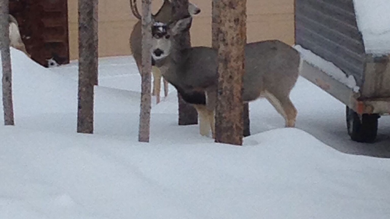 Photo of Outdoor in Dubois