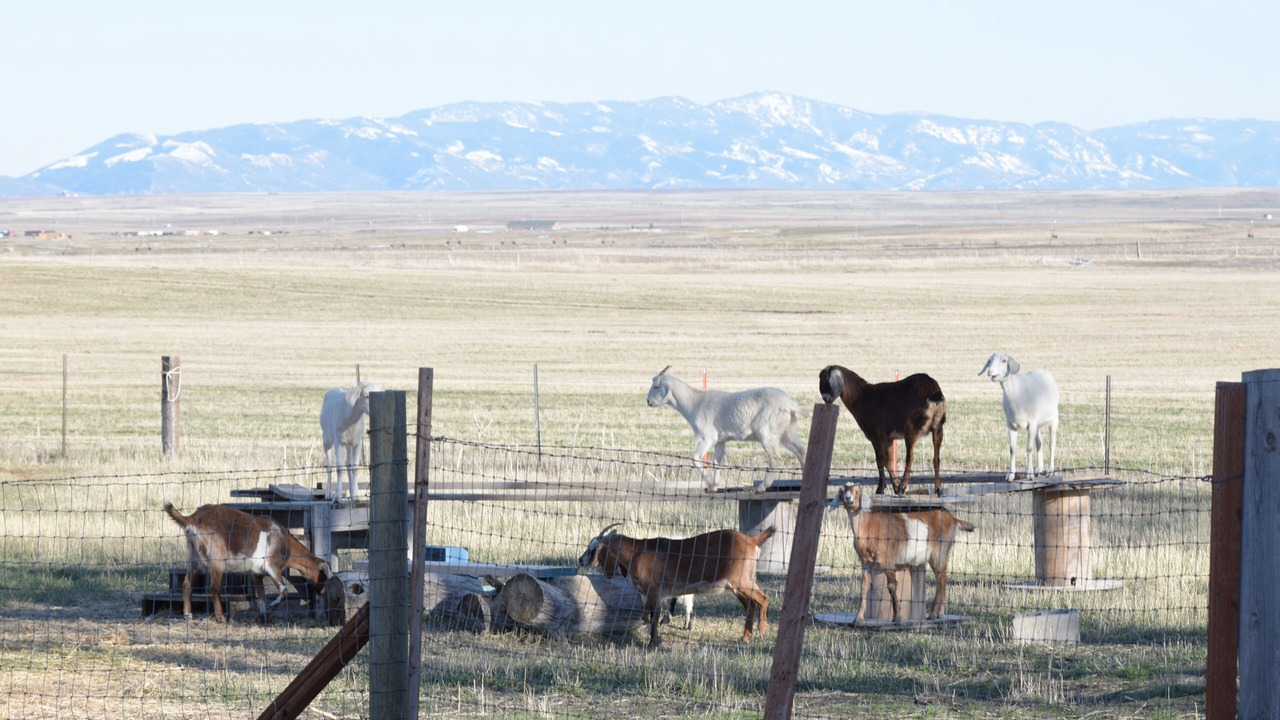 Photo of Others in Caribou County
