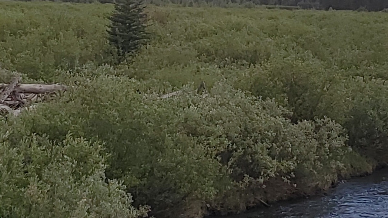 Photo of Others in Moran
