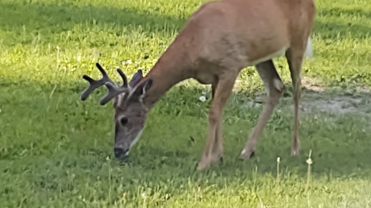 Photo of Outdoor in Martin City