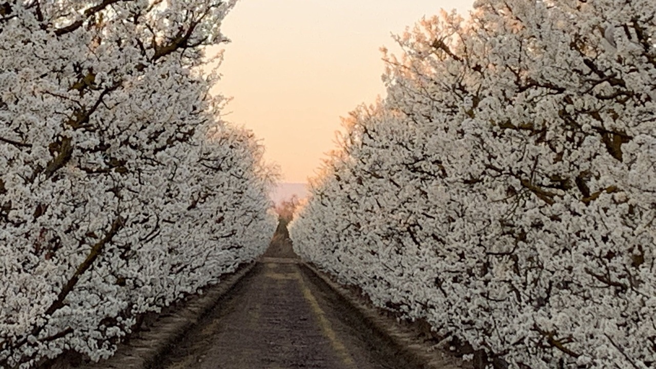 Photo of Outdoor in Raisin