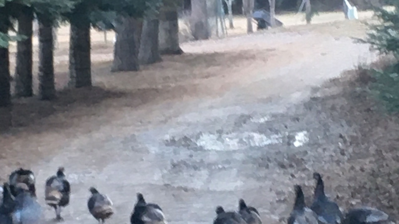 Photo of Others in Sagle
