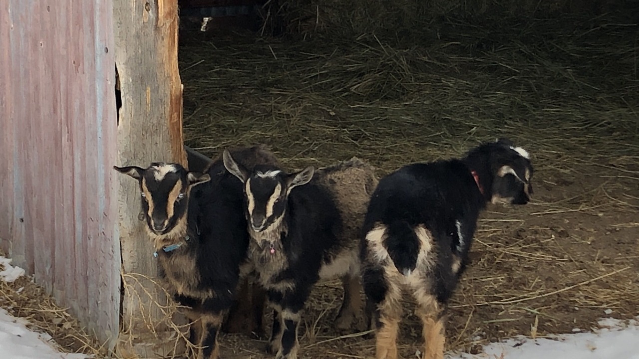 Photo of Others in Gem County