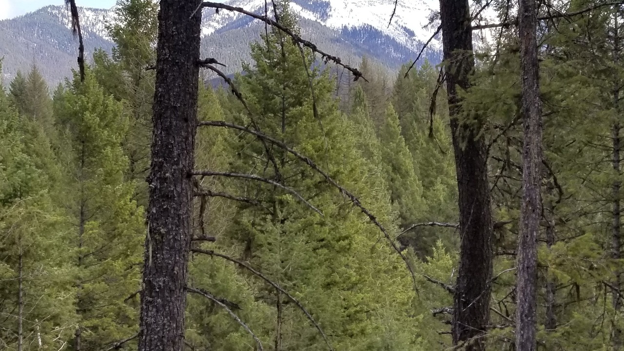 Photo of Outdoor in Kalispell